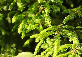 green prickly branches of a fur-tree or pine