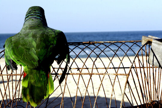 A Parrot out of the cage looking into the horizontal sea