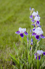 White iris flowers blooming