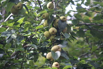 Indian Beautiful Green Pear Fruit 