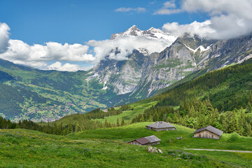 Fototapeta na wymiar Swiss Alps landscape with meadow, snowy mountains and green nature. Taken near village in Grindelwald mountains, Mannlichen - Alpiglen Trail, Switzerland.