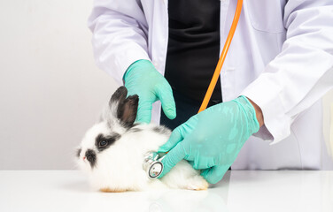Veterinarians use Stethoscope to check the fluffy rabbit heart and lung in clinics. Concept of animal healthcare with a professional in a hospital