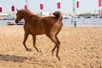 Arabian brown horse galloping
