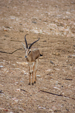 Arabian sand gazelle standing on rocky hillside in rain