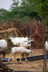Adult and juvenile Arabian Oryx at feeding trough on a rainy day