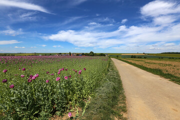 Fototapeta na wymiar Field of red violett Poppy Flowers in Summer