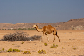 camel in the desert