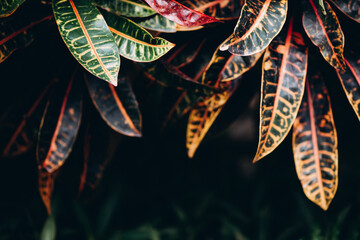 .Close up of tropical leaves in dark tones with sunlights. Natural background of exotic plants in asian island. Concept of summer time and season.