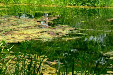 alter Teich