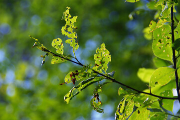 Tree leaves gnawed by pests in forest