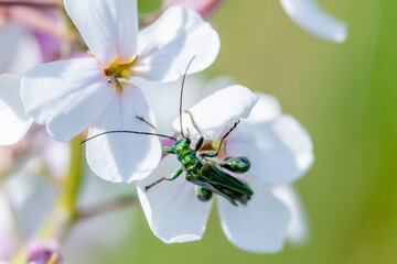 Close up photograph of a Thick Legged Flower Beetle (Oedemera noblis) on a white flower
