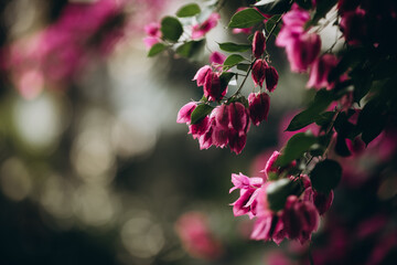 Close up of beautiful tropical pink flowers blooming on green bushes with blur background. Concept of purity, romance and freshness.