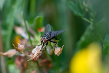 Macro photograph of a housefly (Musca domestica) on a flower
