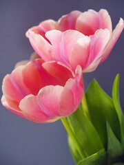 Couple of pink tulips closeup on blue background