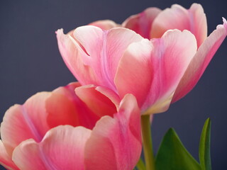 Fototapeta na wymiar Couple of pink tulips closeup on blue background