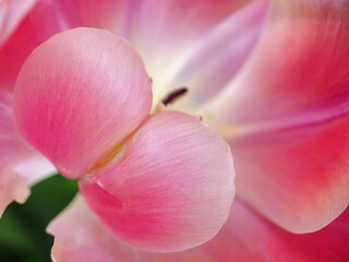 Fototapeta na wymiar Pink tulip closeup