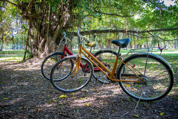 Fototapeta na wymiar bicycles in the park