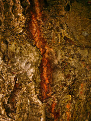 Trunk of an old cherry, bark