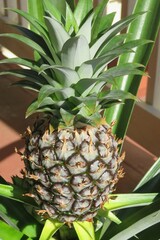 Pineapple growing in the garden in Florida, closeup