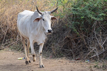 cow in the field