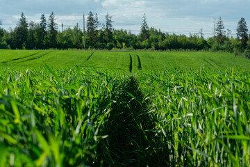 grooves, traces of a passing tractor in the middle of a wheat field. agricultural crops. cloudy...