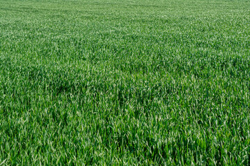 field of young green wheat. agricultural plant. selective focus