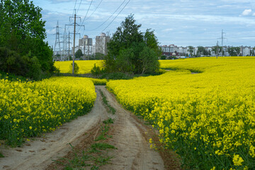 sand and gravel country road for bicycles, pedestrians and cars. road in the middle of a blooming rapeseed field. houses of the city are visible on the horizon. selective focus