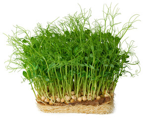 Micro green sprouts of peas isolated on white