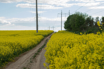 sand and gravel country road for bicycles, pedestrians and cars. road in the middle of a blooming...