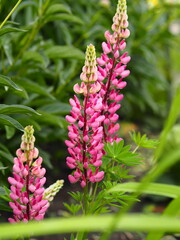 Lupin flower or in everyday life called wolf bean grows in the garden.Spring flower garden.