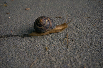 snail on the road