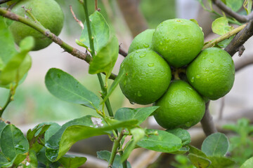 close up fresh green lemon limes with water droplets on tree in the garden, copy space