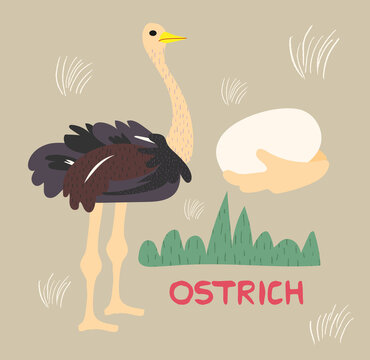 Cute ostrich handdrawn vector illustration. Ostrich cartoon character with lettering. Zoo, safari animal in space. Travel postcard, kids book design element