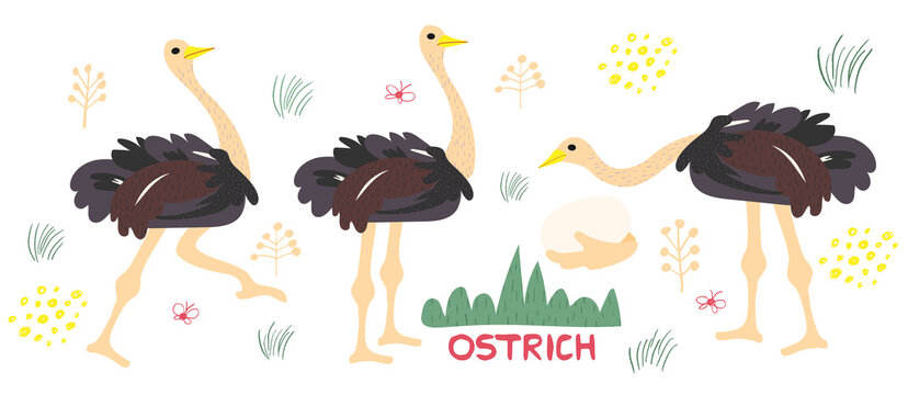 Set of cute ostrich handdrawn vector illustration. Ostrich cartoon character with lettering. Exotic animal with long neck isolated on white background. Zoo, safari animal, farm birds