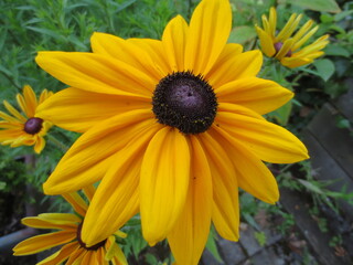 Blume