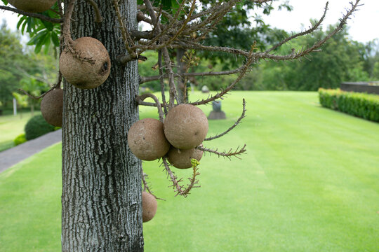 Sala Tree Images – Browse 2,434 Stock Photos, Vectors, and