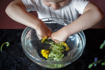 the little boy’s hands are lowered into a transparent glass bowl with water in which yellow dandelions float. The child took a look at the water.
lmage with selective focus