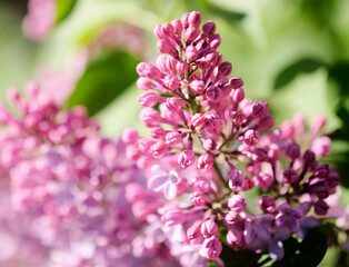 Obraz premium Branch with spring blossoms pink lilac flowers, blooming floral background.