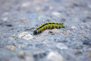 A small striped caterpillar crawls slowly along the road. Close up.