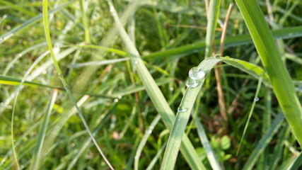 Beautiful green grass with rain drops