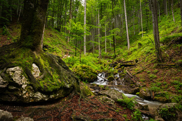 Vogelsang Gorge in Upper Austria on a cloudy day in summer