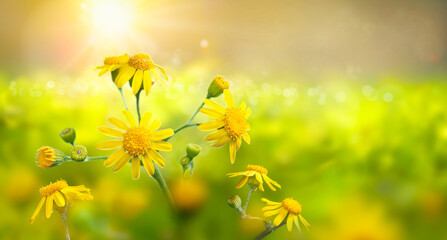 Wild meadow with yellow flowers in strong sunlight. Early morning. Nature background. 