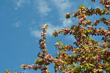 Branch with beautiful pink blooming flowers of Louiseania triloba, Prunus triloba, Amygdalus triloba. Pink flowers of almond tree against the blue sky