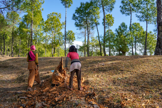 Almora, Uttrakhand/ India - June 4 2020 : Two Young Kids Cutting Tress From A Forest Using An Axe. Save Trees Concept.