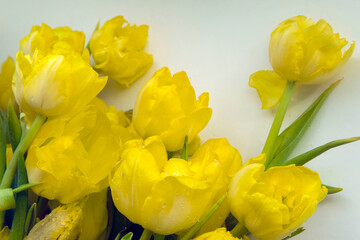 Bouquet of yellow tulips on a white background. There are drops of water on the flowers.