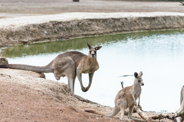 Eastern Grey Kangaroo