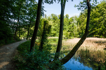 Arlesheim, Ermitage,Weiher, Seerose, See, Holzsteg,  Wasserpflanzen, Wasserlilie, Baselland, Wald, Waldweg, Wanderweg, Spazierweg, Ausflugsort, Kraftort, Sommer, Schweiz