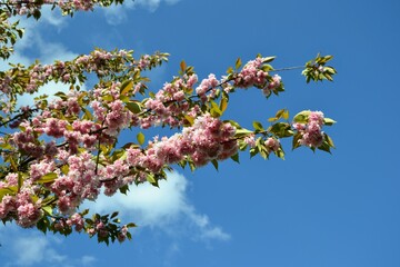 Branch with beautiful pink blooming flowers of Louiseania triloba, Prunus triloba, Amygdalus triloba. Pink flowers of almond tree against the blue sky