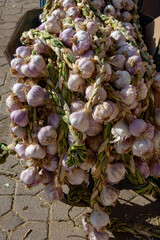 Pile of purple softneck garlic with stems braided into ropes of garlic bulbs to be sold at the market