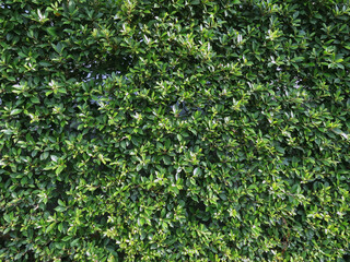 Fototapeta na wymiar green leaf on the wall